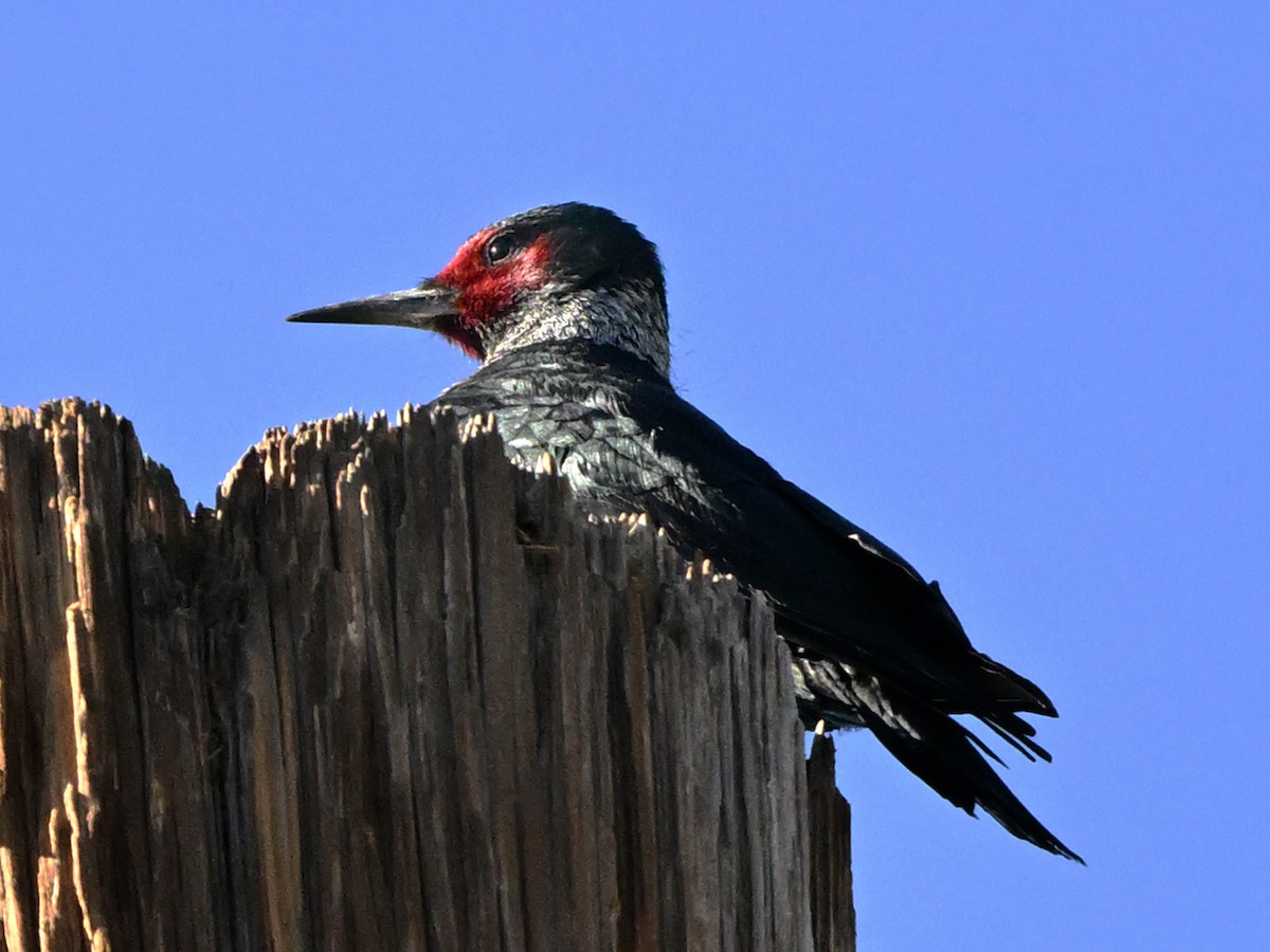 Blutgesichtspecht - ML645944838