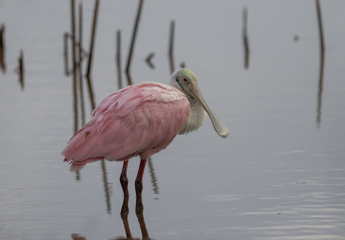 Espátula Rosada - ML645944839