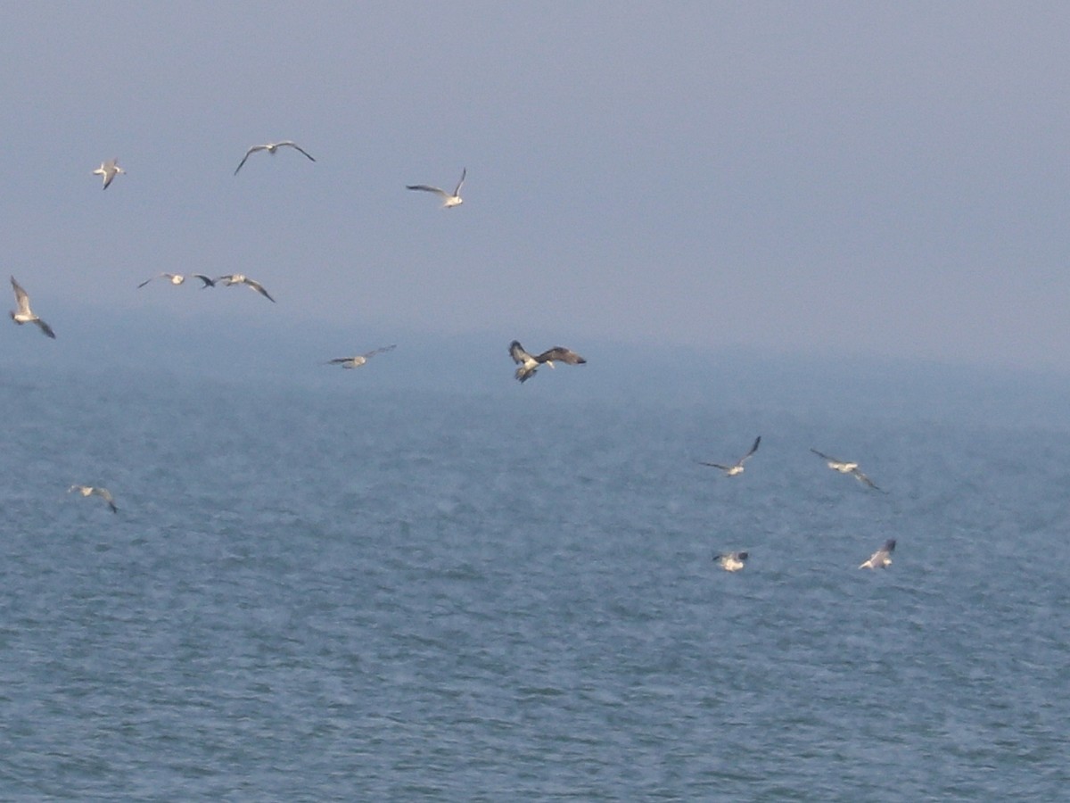 Brown Booby - ML645944841