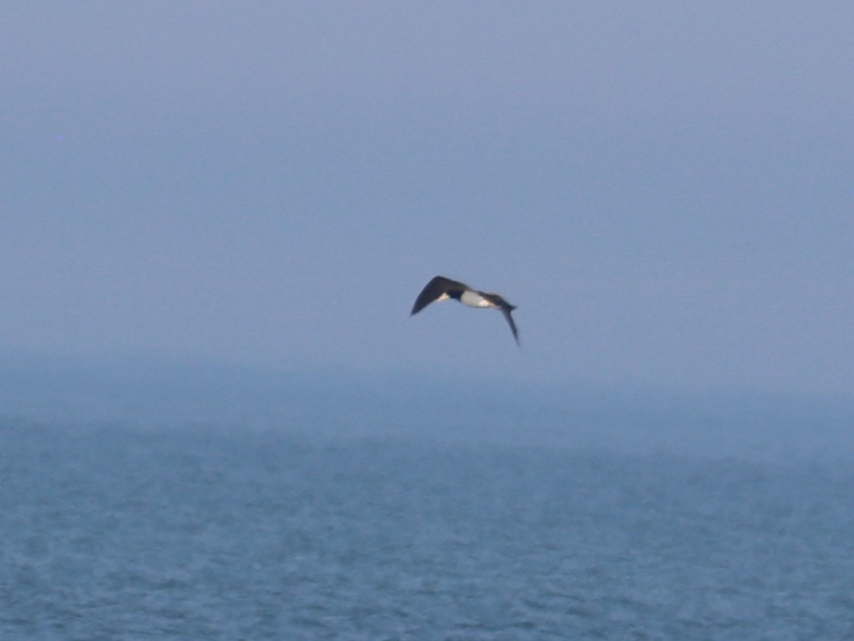 Brown Booby - ML645944843
