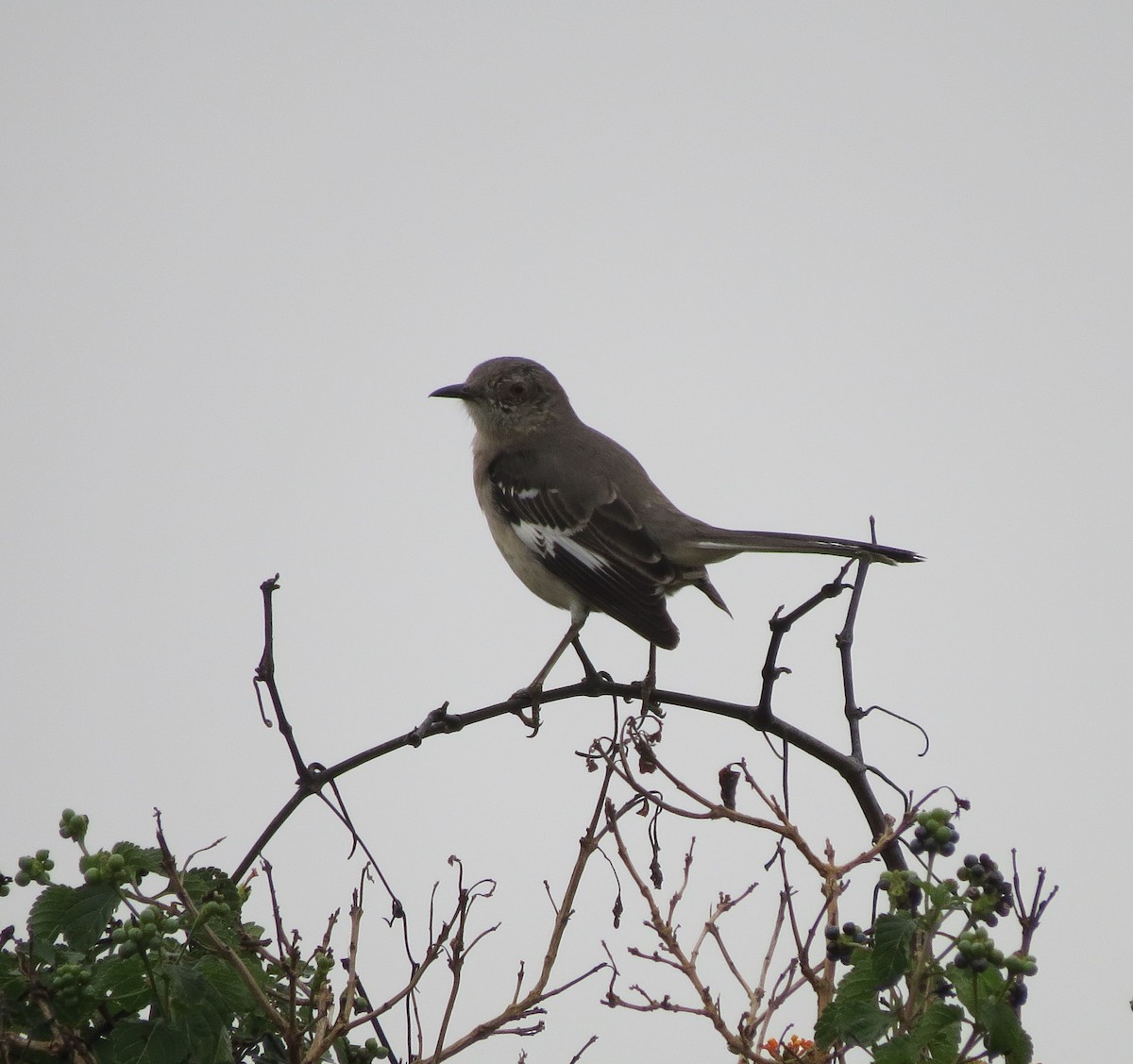 Northern Mockingbird - ML645944846