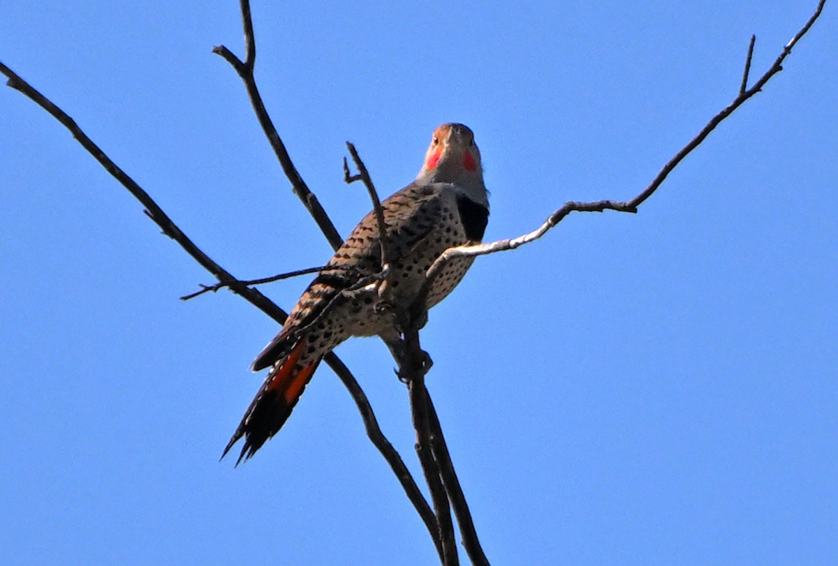 Northern Flicker (Red-shafted) - ML645944853