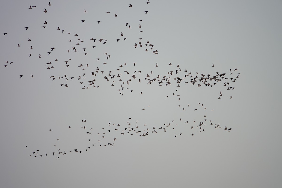 Pin-tailed Sandgrouse - ML645944856