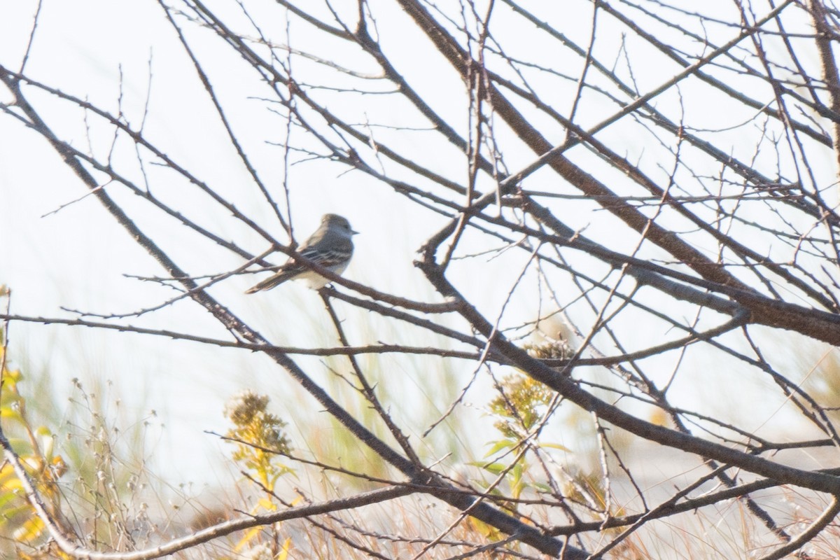 Ash-throated Flycatcher - ML645944857