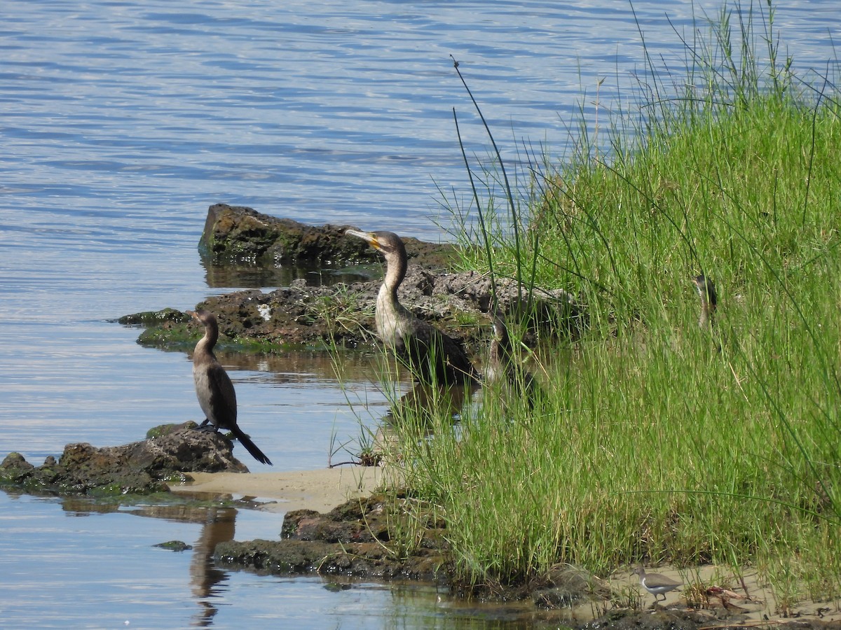 Uzun Kuyruklu Karabatak - ML645944859