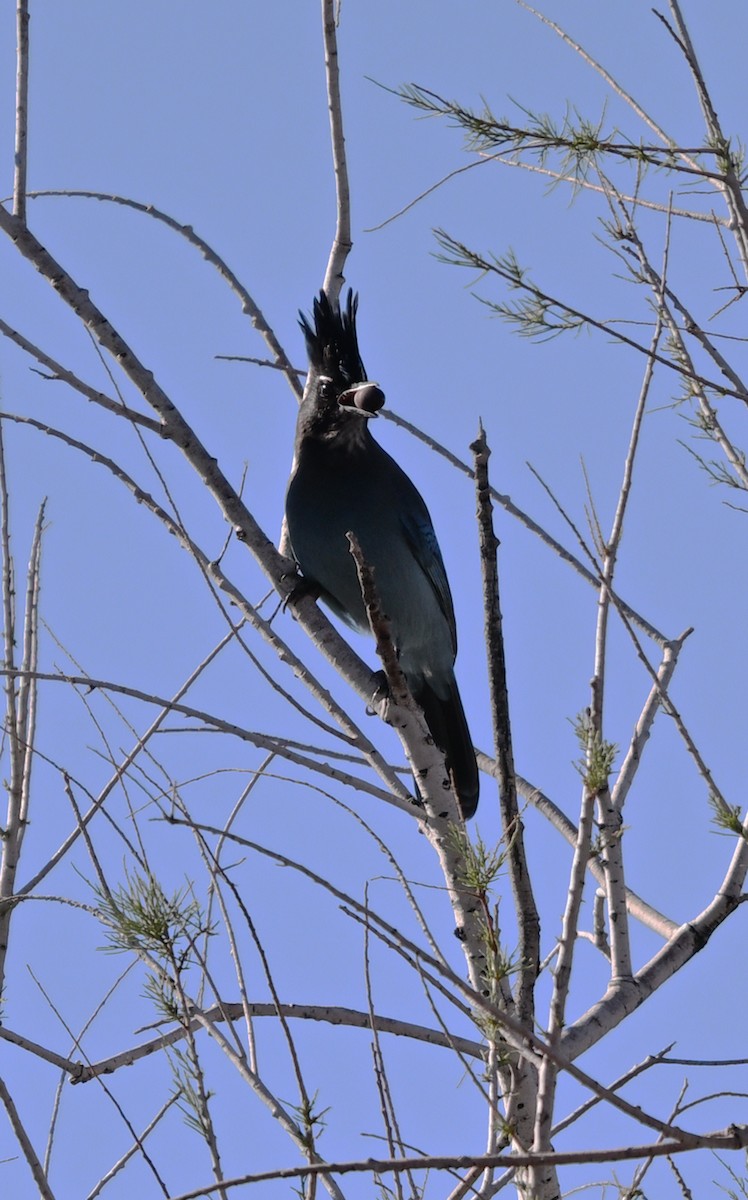 Steller's Jay (Southwest Interior) - ML645944861