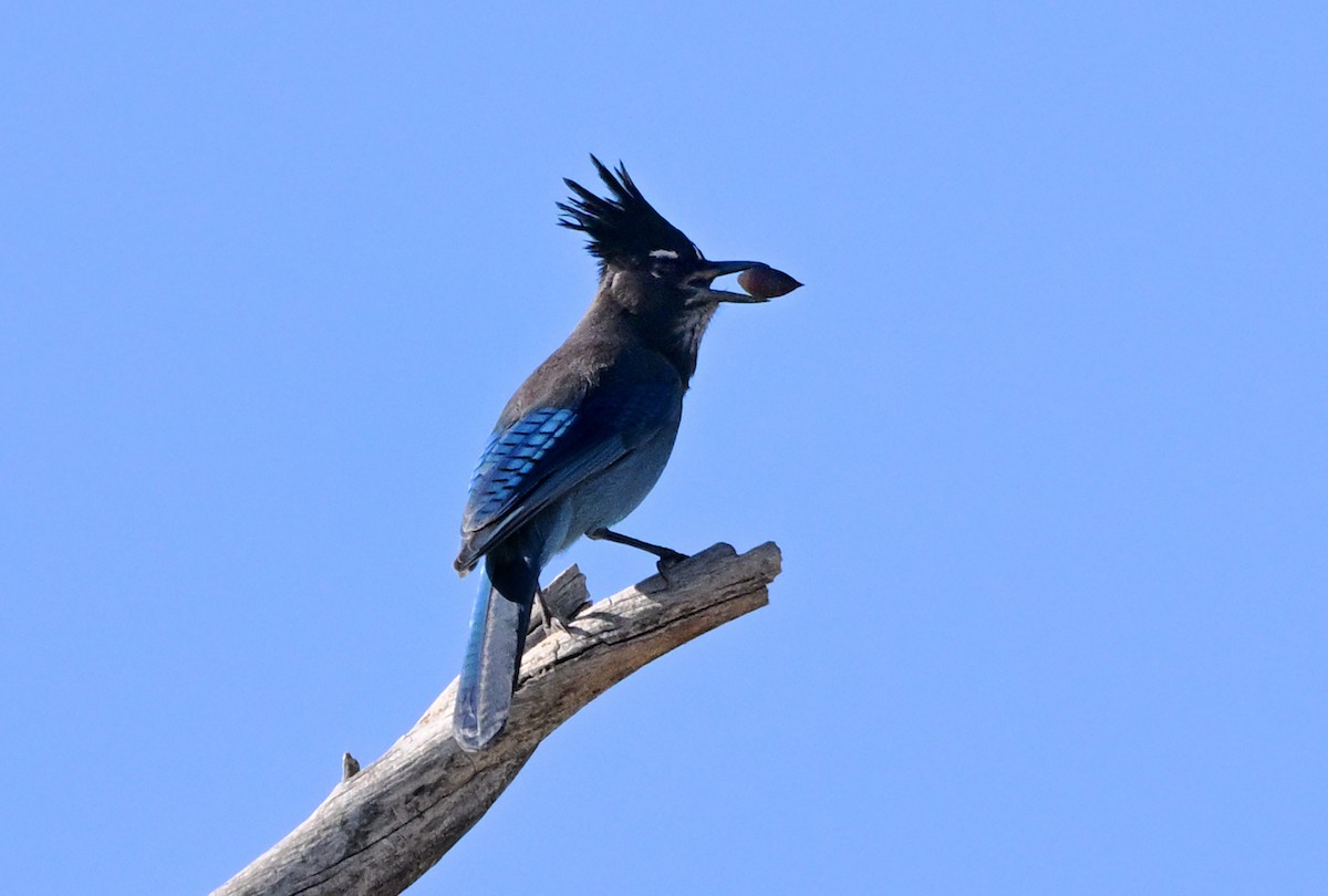 Steller's Jay (Southwest Interior) - ML645944862
