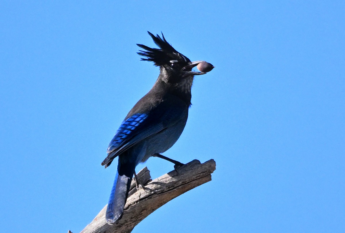 Steller's Jay (Southwest Interior) - ML645944864