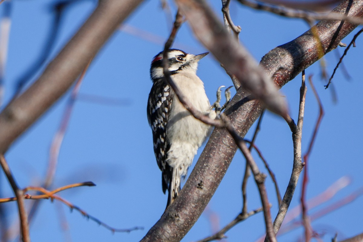 Yumuşak Tüylü Ağaçkakan - ML645944865