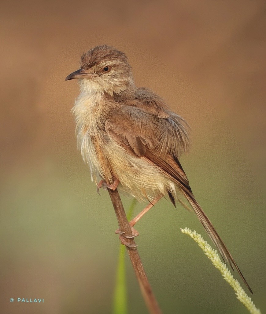 Prinia Sencilla - ML645944866
