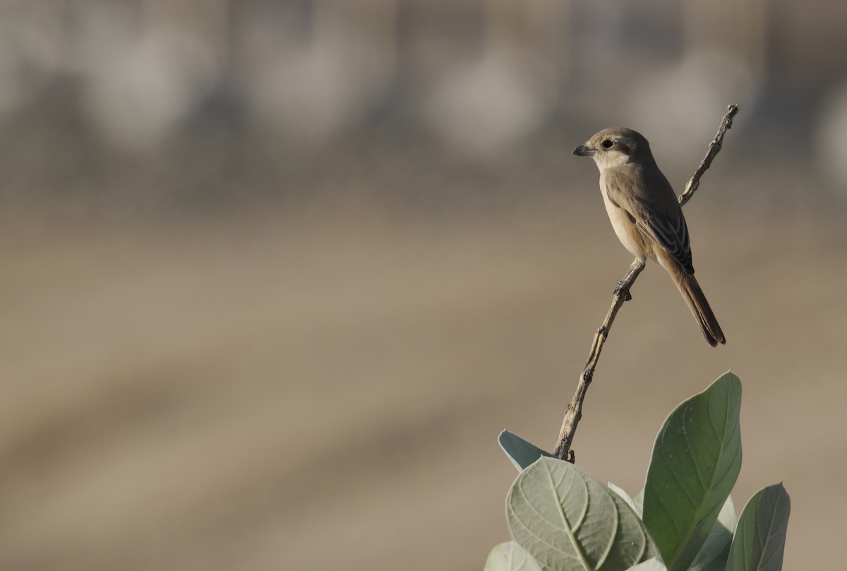 Isabelline Shrike - ML645944867