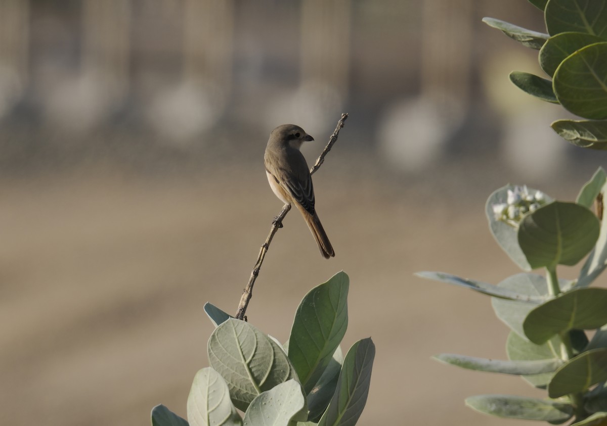 Isabelline Shrike - ML645944868