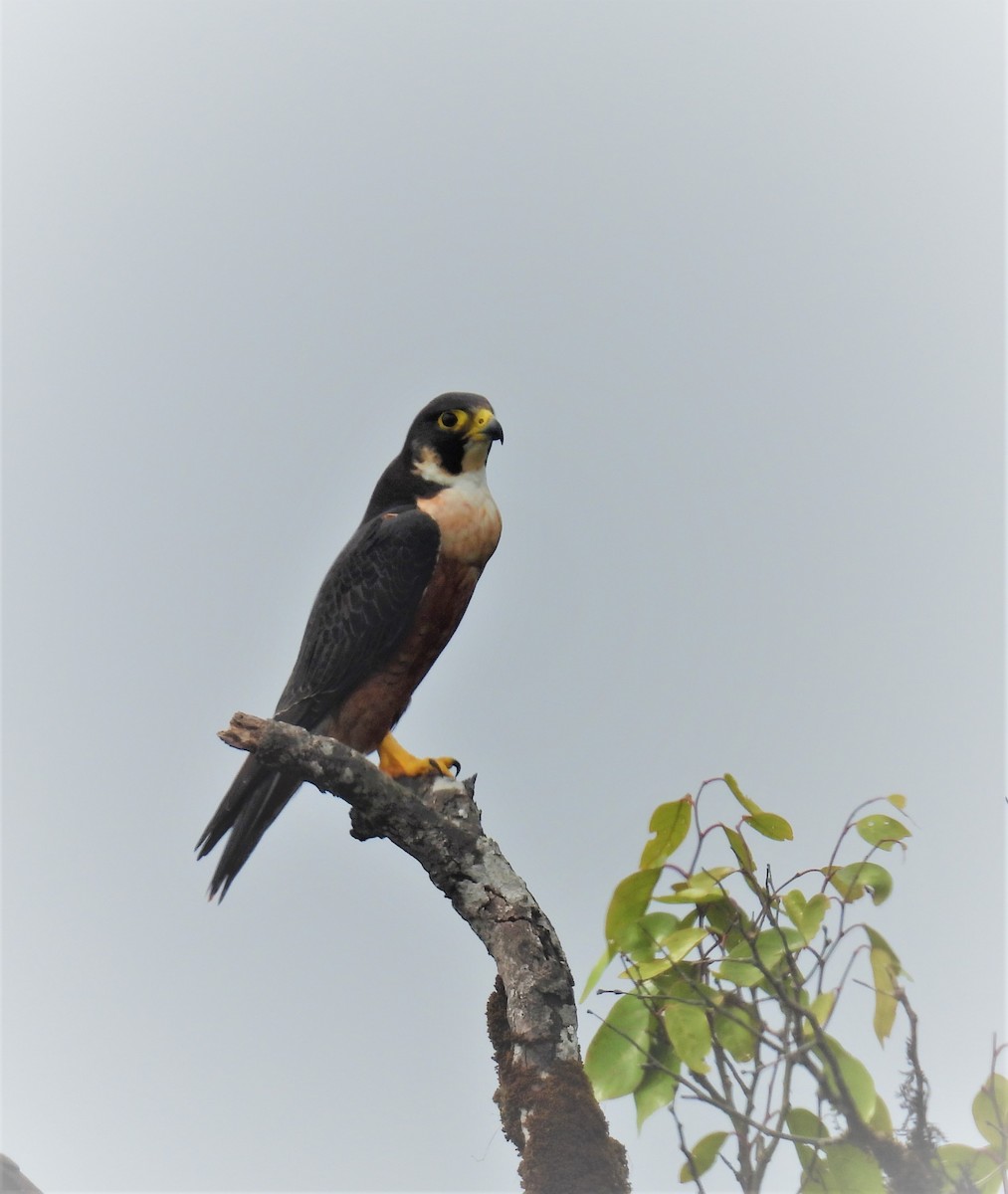 sokol stěhovavý - ML645944873