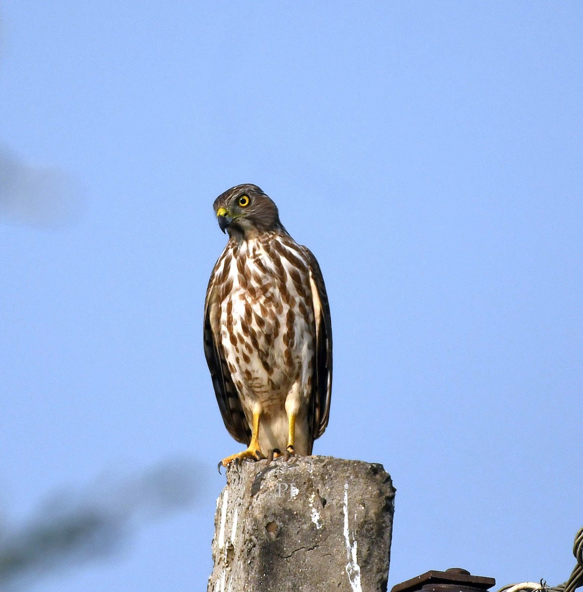 Үүрсээ харцага - ML645944884