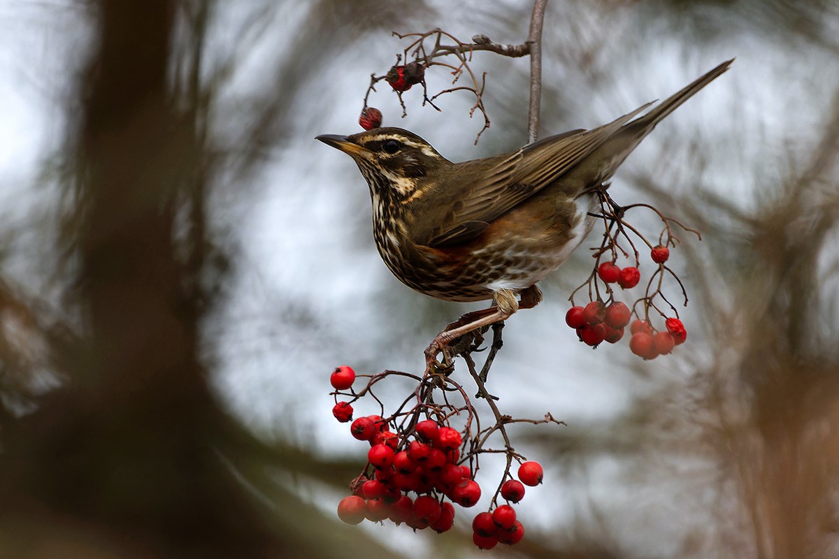 Redwing - ML645944890