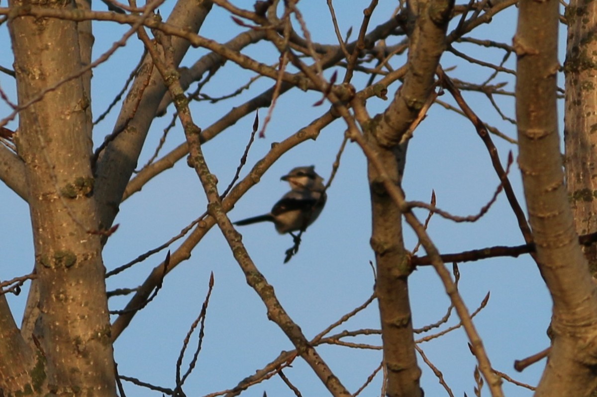 Northern Shrike - ML645944892