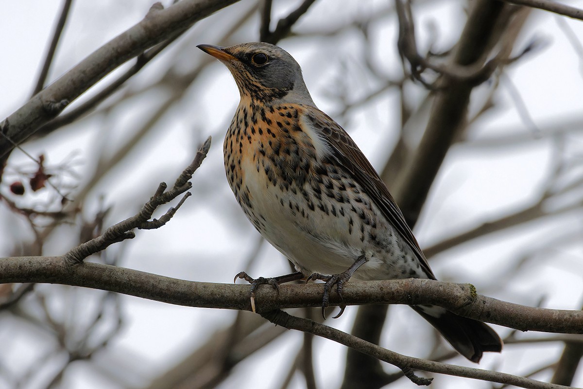 Fieldfare - ML645944897