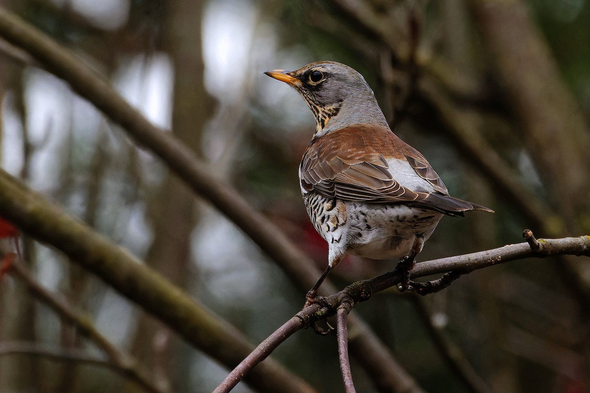Fieldfare - ML645944898
