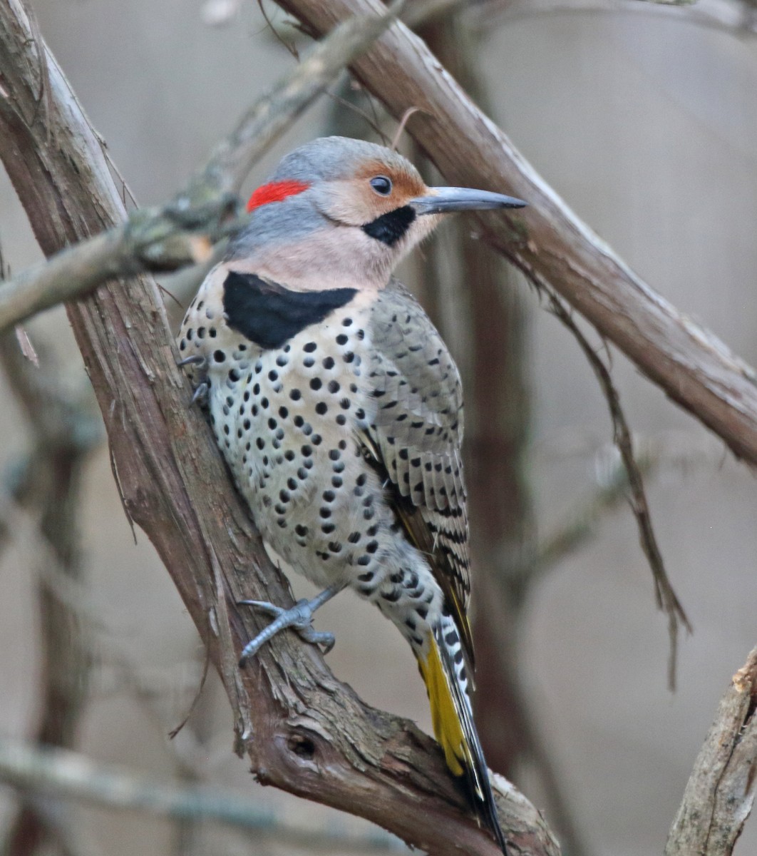 Northern Flicker - ML645944905