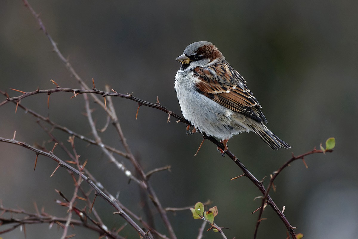 House Sparrow - ML645944911