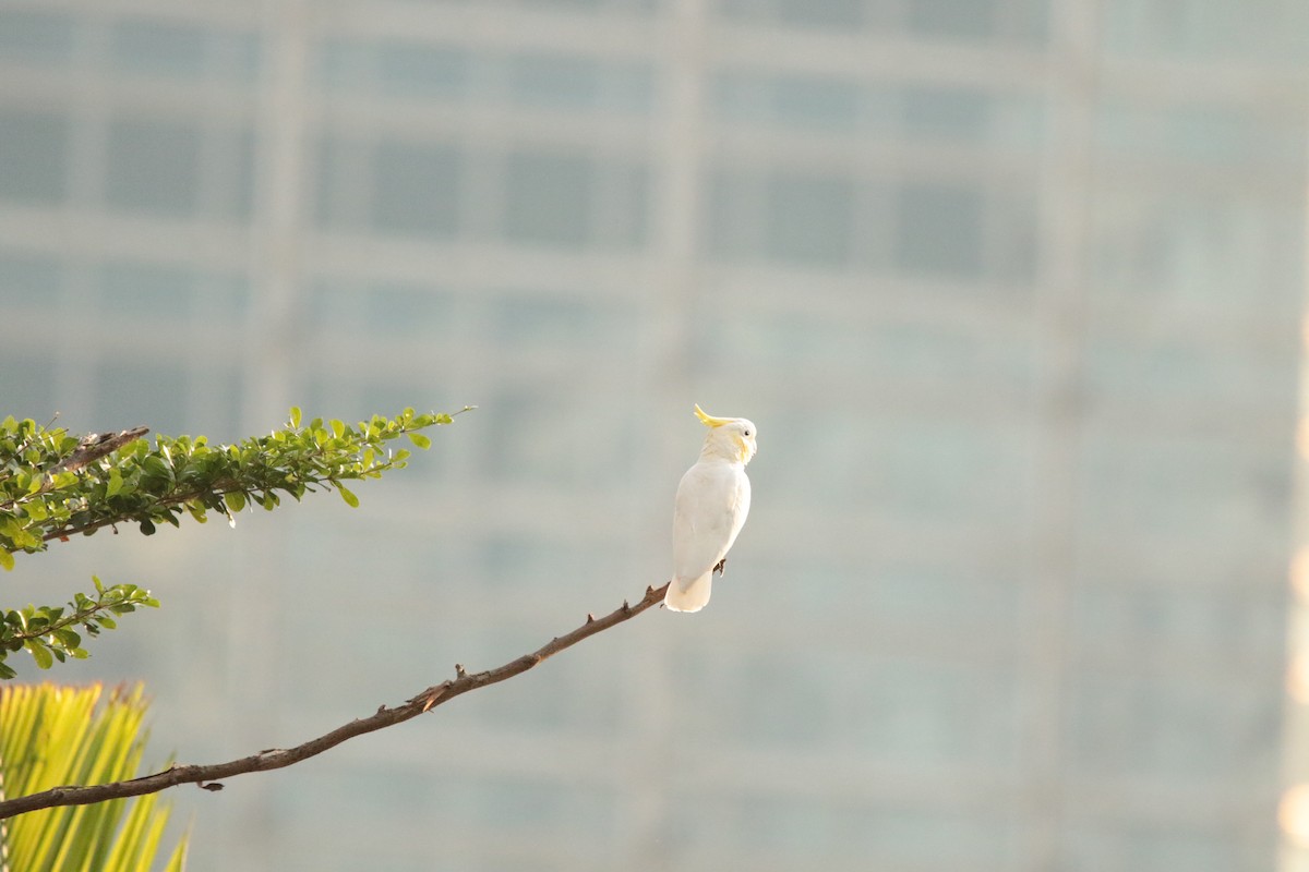 Yellow-crested Cockatoo - ML645944912