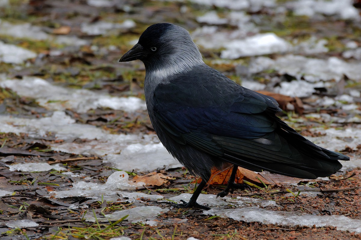 Eurasian Jackdaw - ML645944914