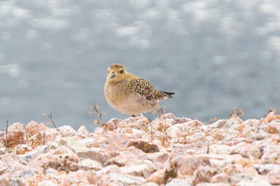 Pacific Golden-Plover - ML645944921