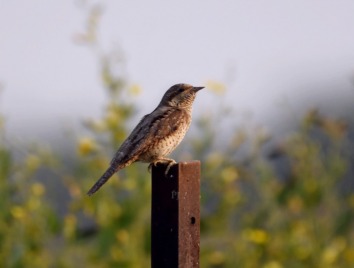 Холтсон гоётуул - ML645944922