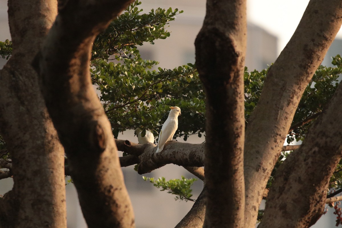 Yellow-crested Cockatoo - ML645944923