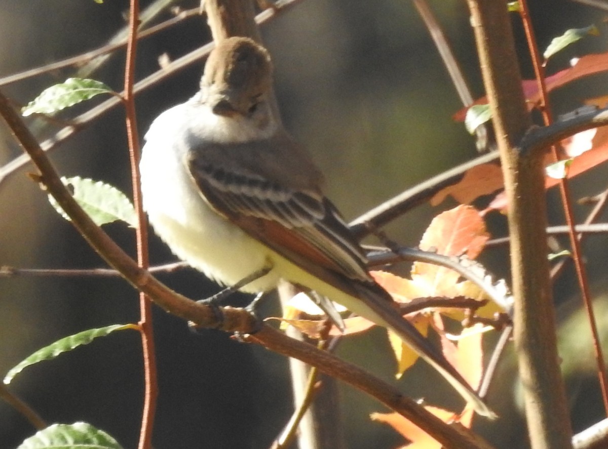 Gri Boğazlı Sinekkapan - ML645944929