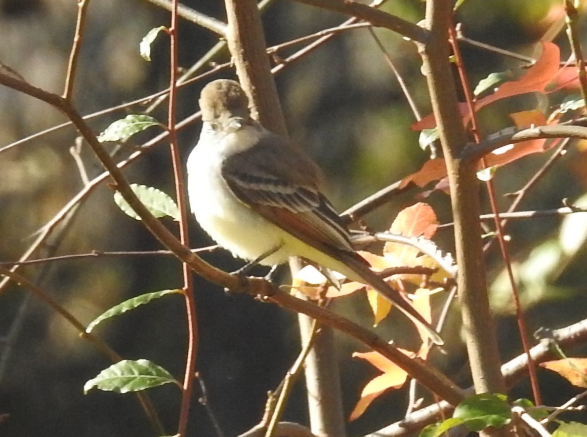 Gri Boğazlı Sinekkapan - ML645944930