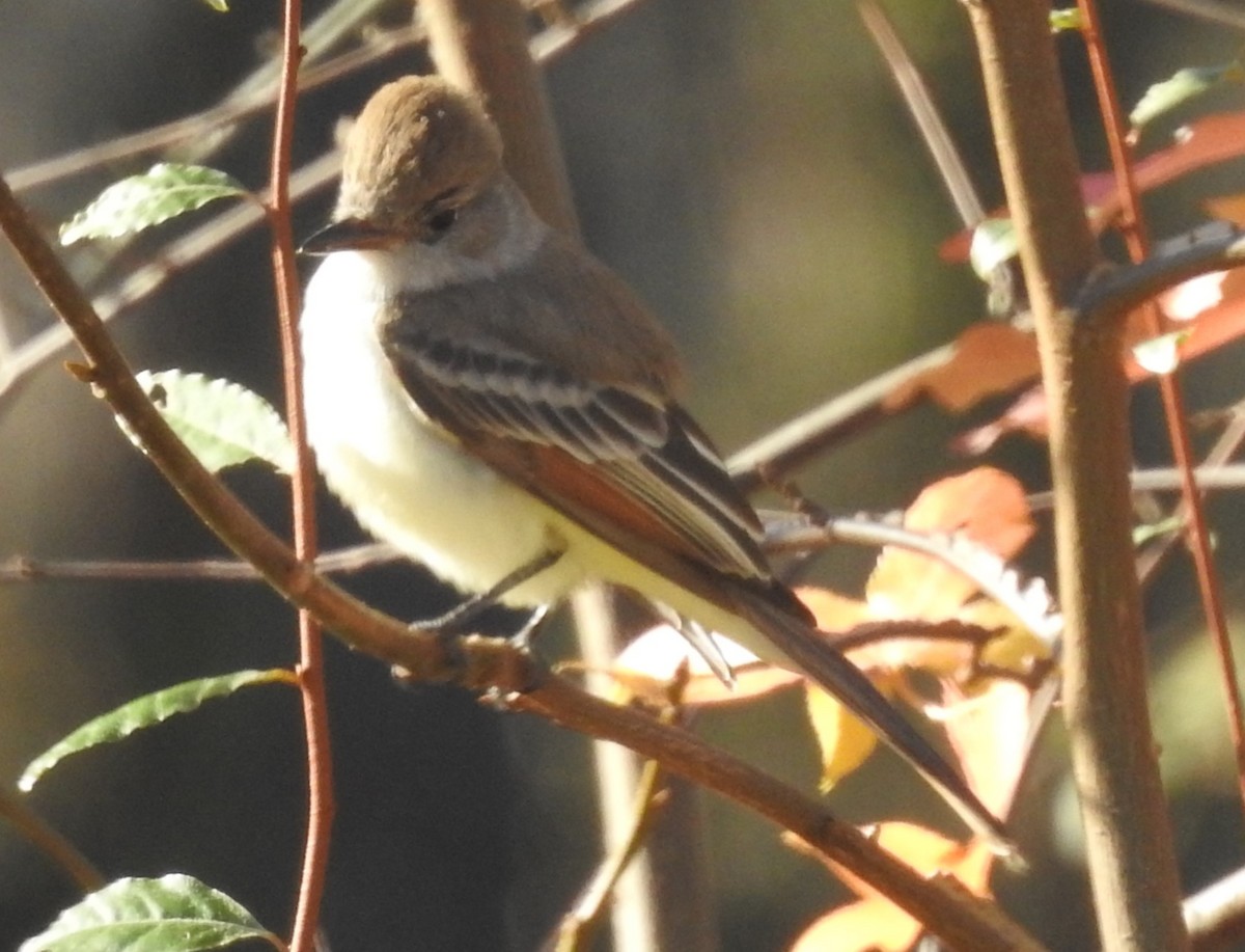 Gri Boğazlı Sinekkapan - ML645944931