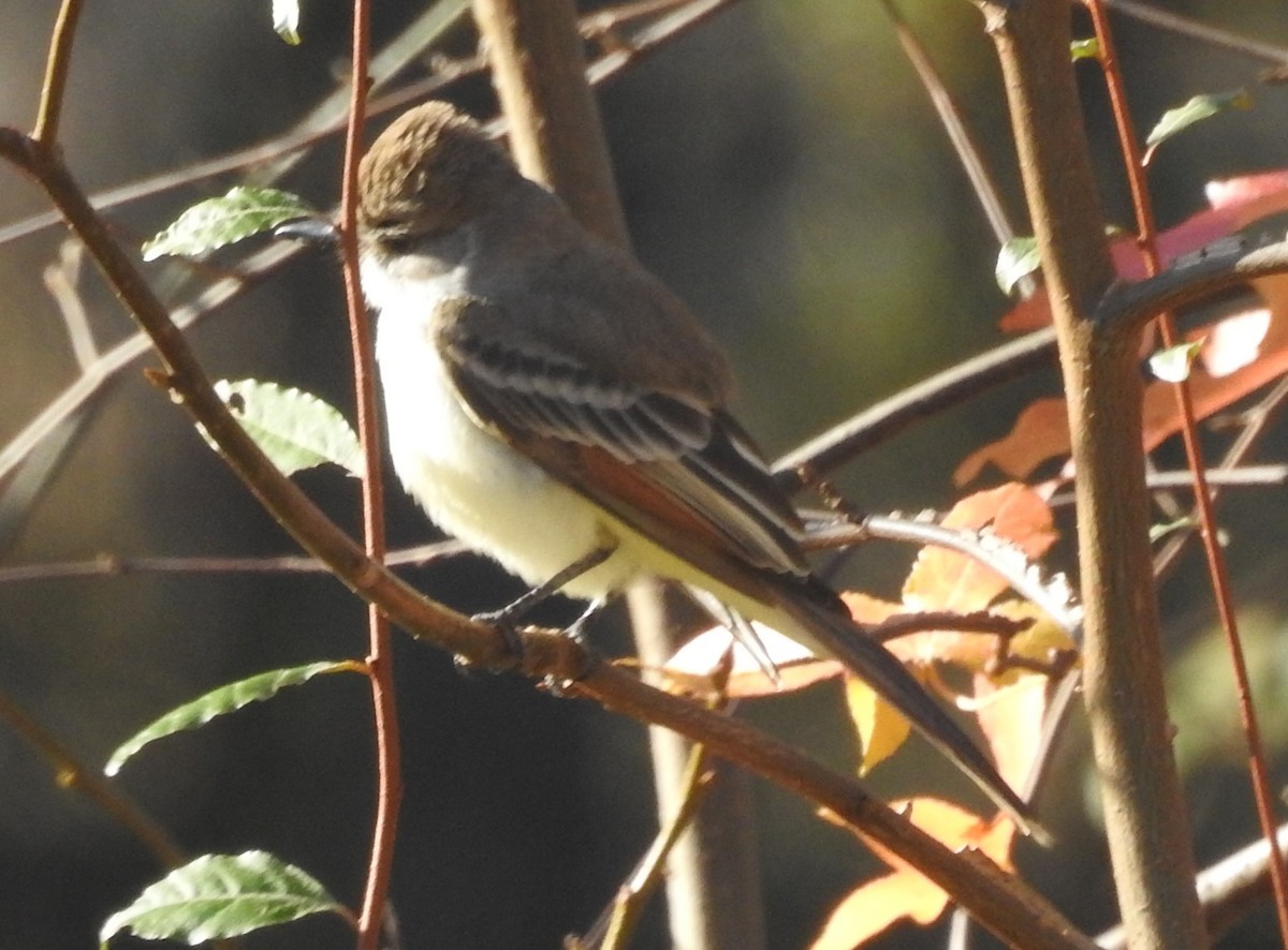 Gri Boğazlı Sinekkapan - ML645944932