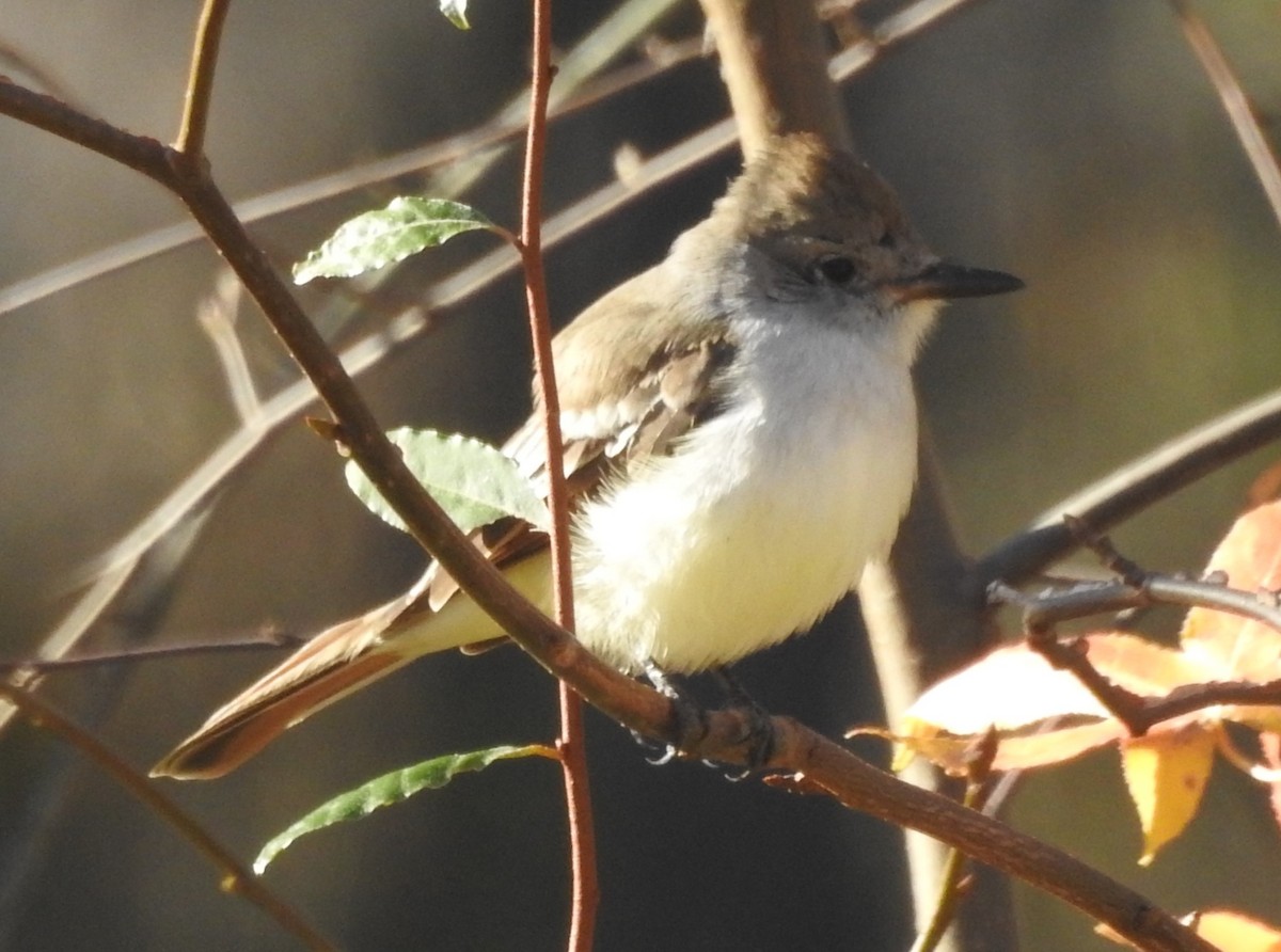 Gri Boğazlı Sinekkapan - ML645944933