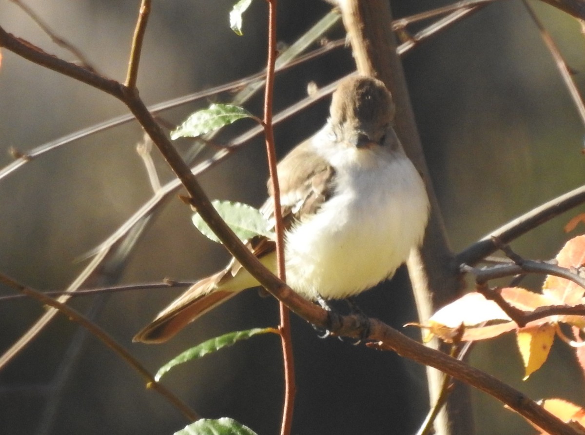 Gri Boğazlı Sinekkapan - ML645944934