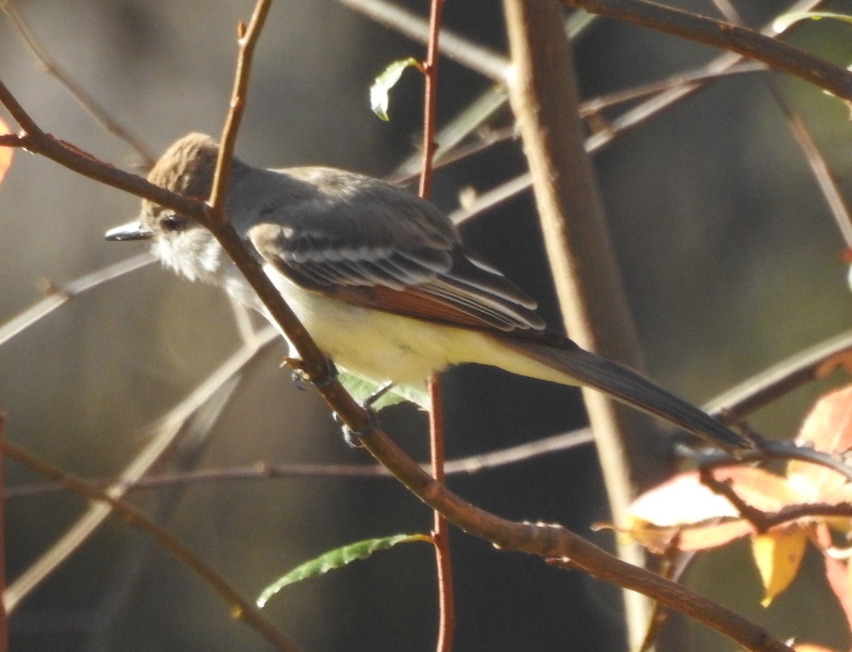 Gri Boğazlı Sinekkapan - ML645944935