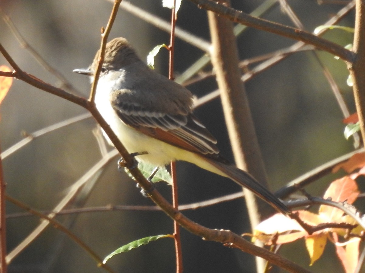 Gri Boğazlı Sinekkapan - ML645944936