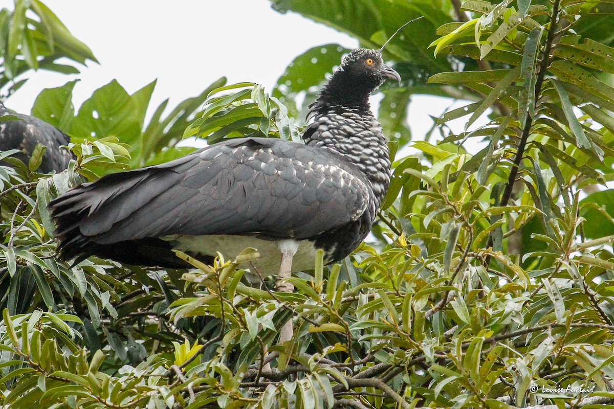 kamiš růžkatý - ML645944937