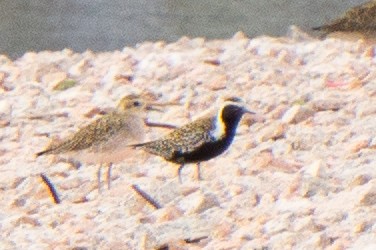Pacific Golden-Plover - ML645944941
