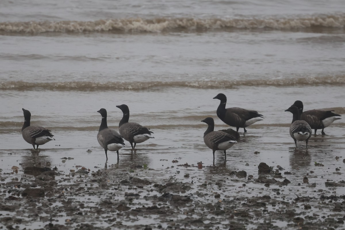 Brant - ML645944942