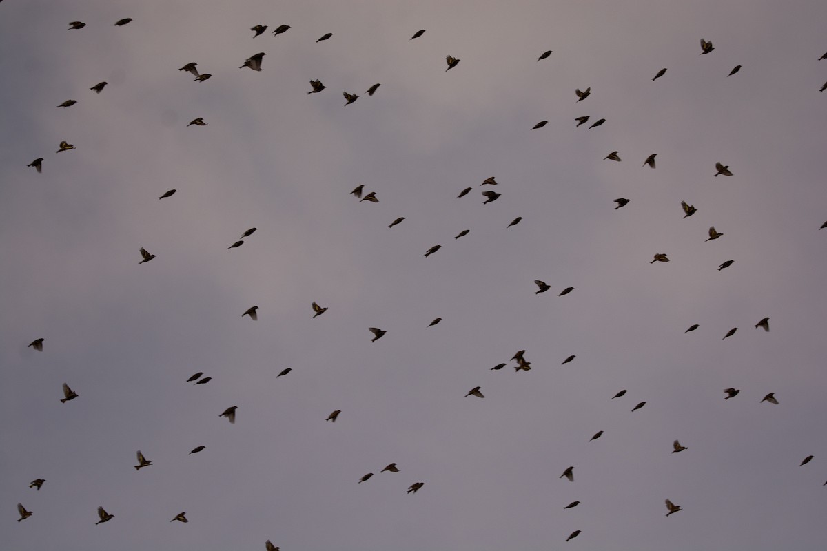 Pine Siskin - ML645944943