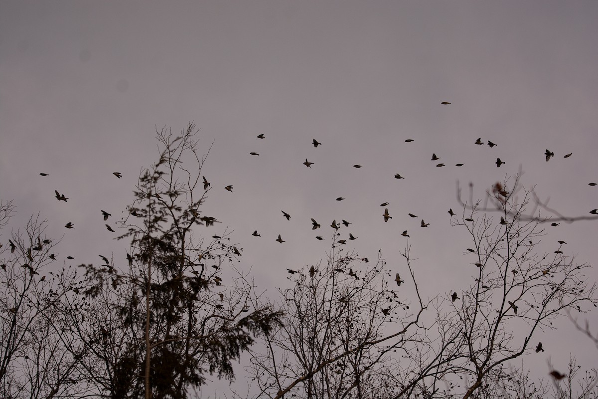 Pine Siskin - ML645944944