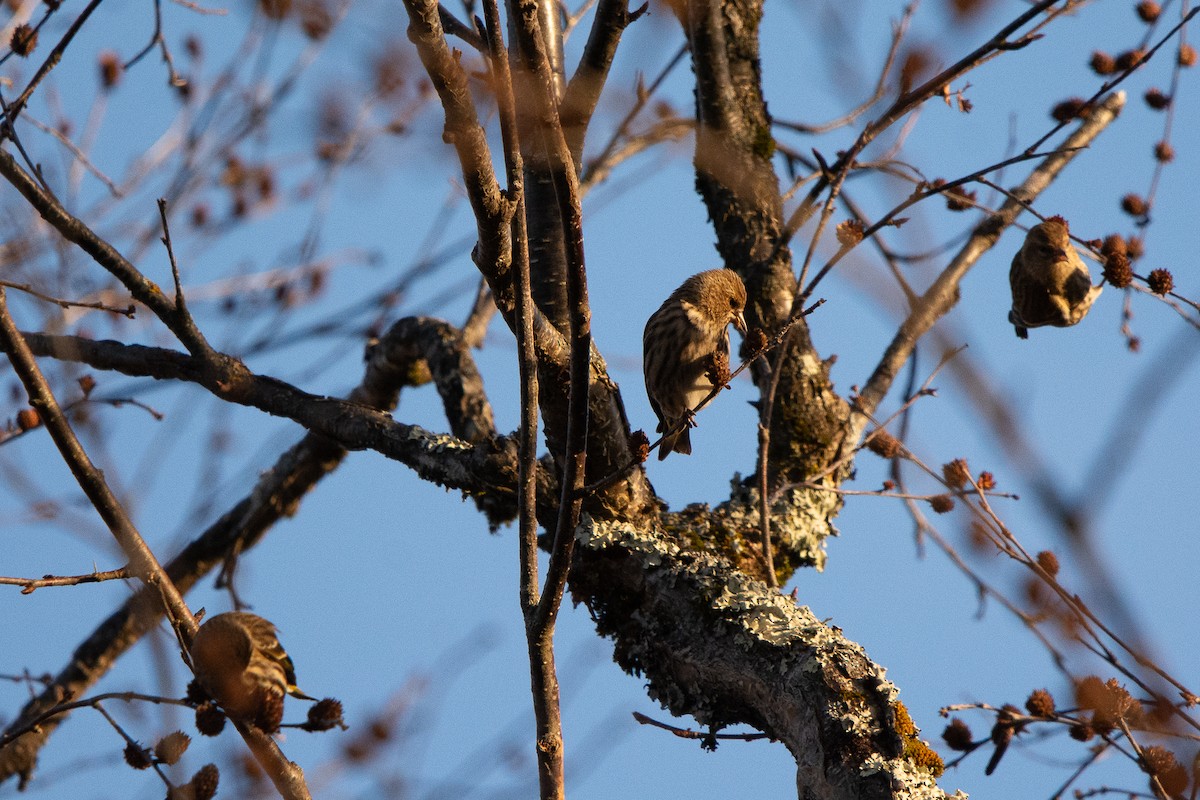 Pine Siskin - ML645944945