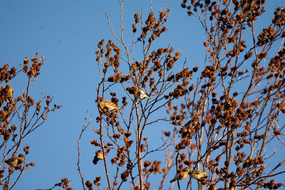 Pine Siskin - ML645944946