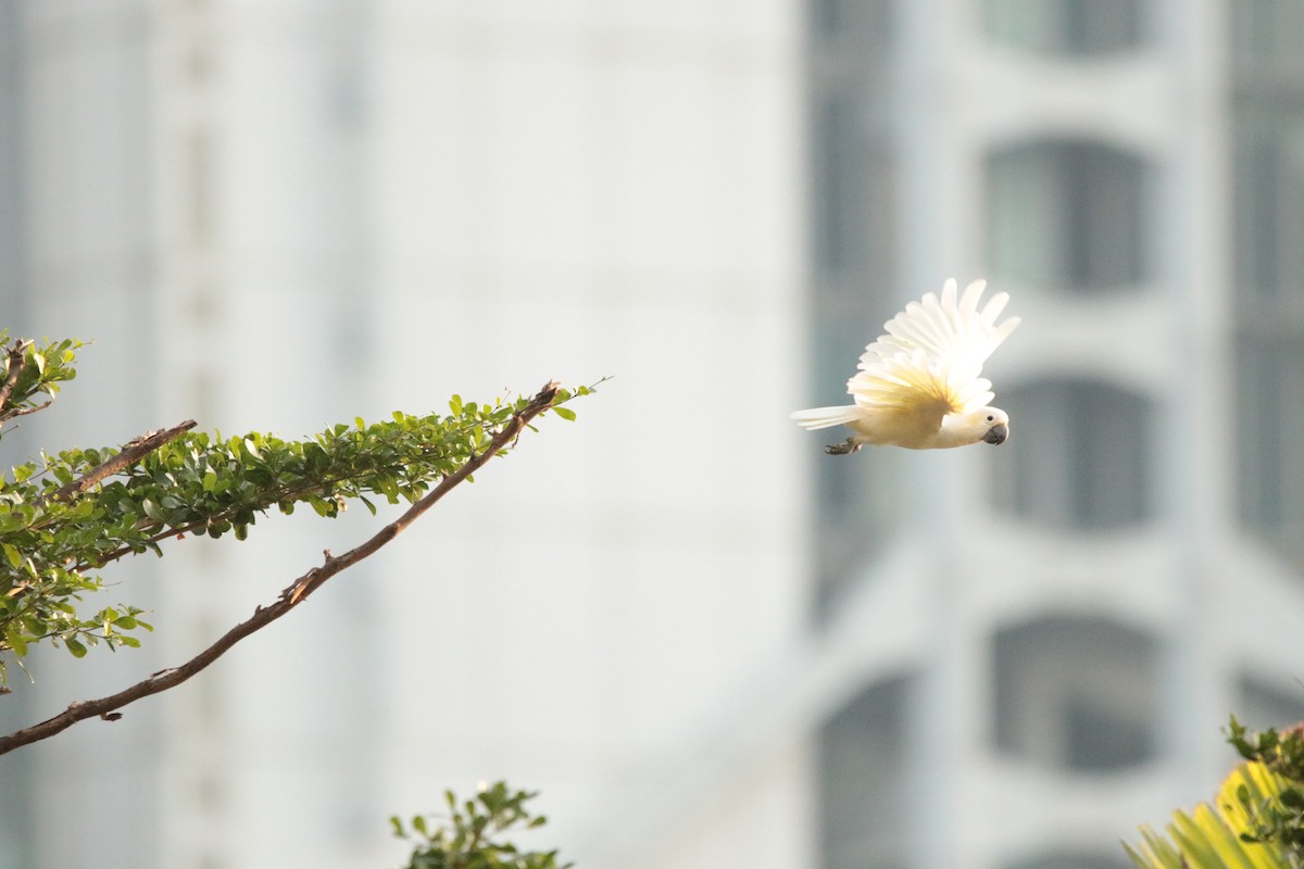Yellow-crested Cockatoo - ML645944948