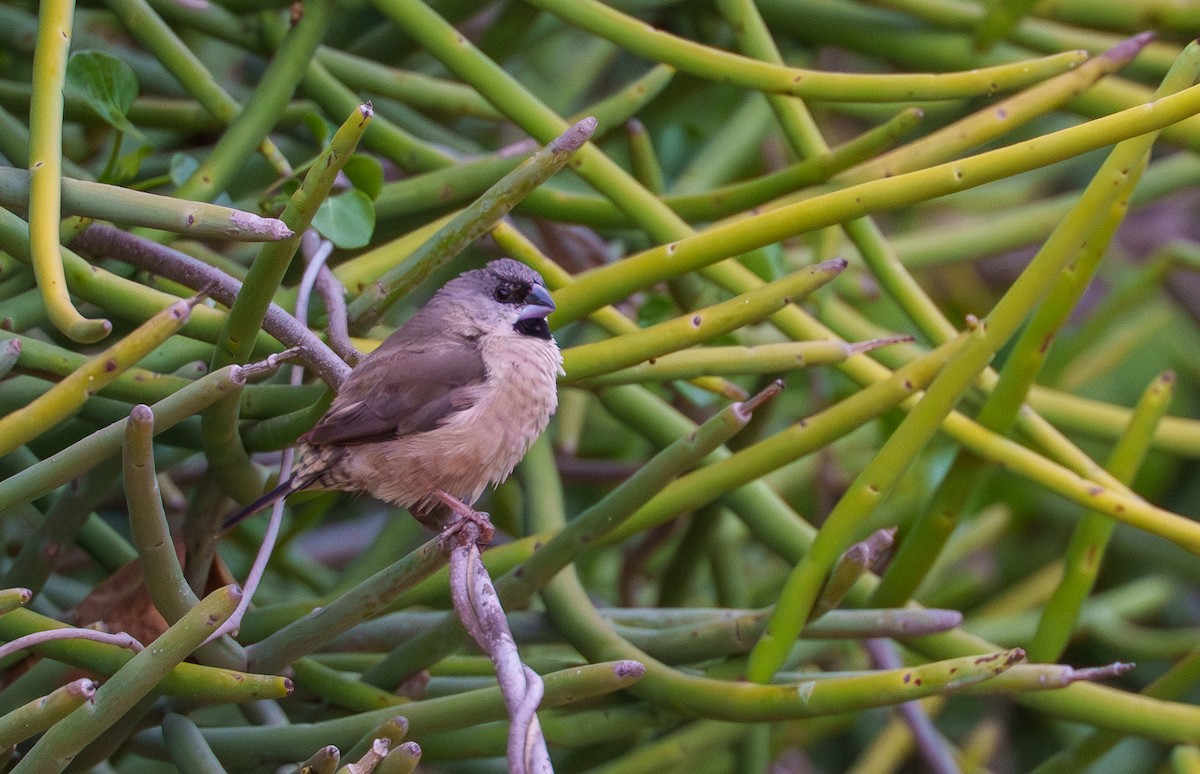 gassermannikin - ML645944950