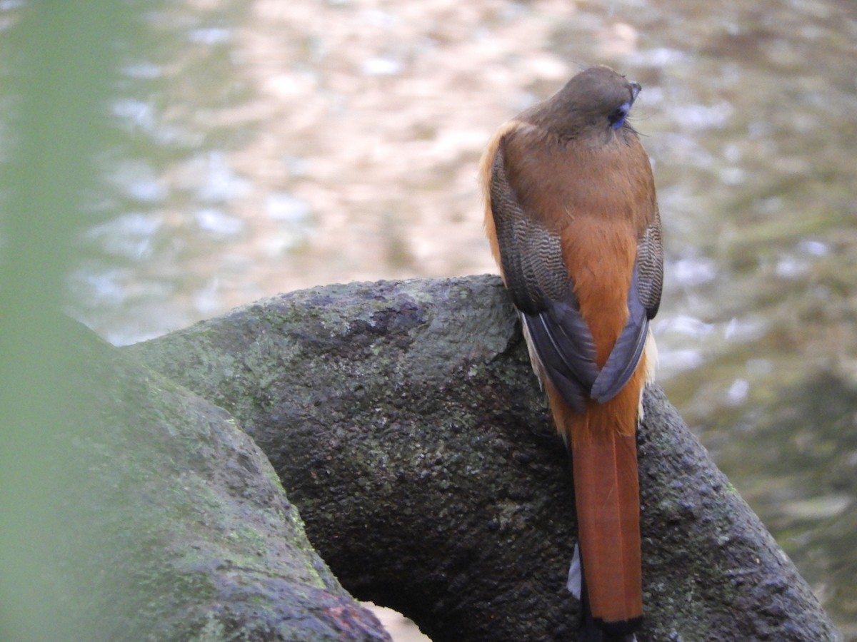 Malabar Trogon - ML645944951