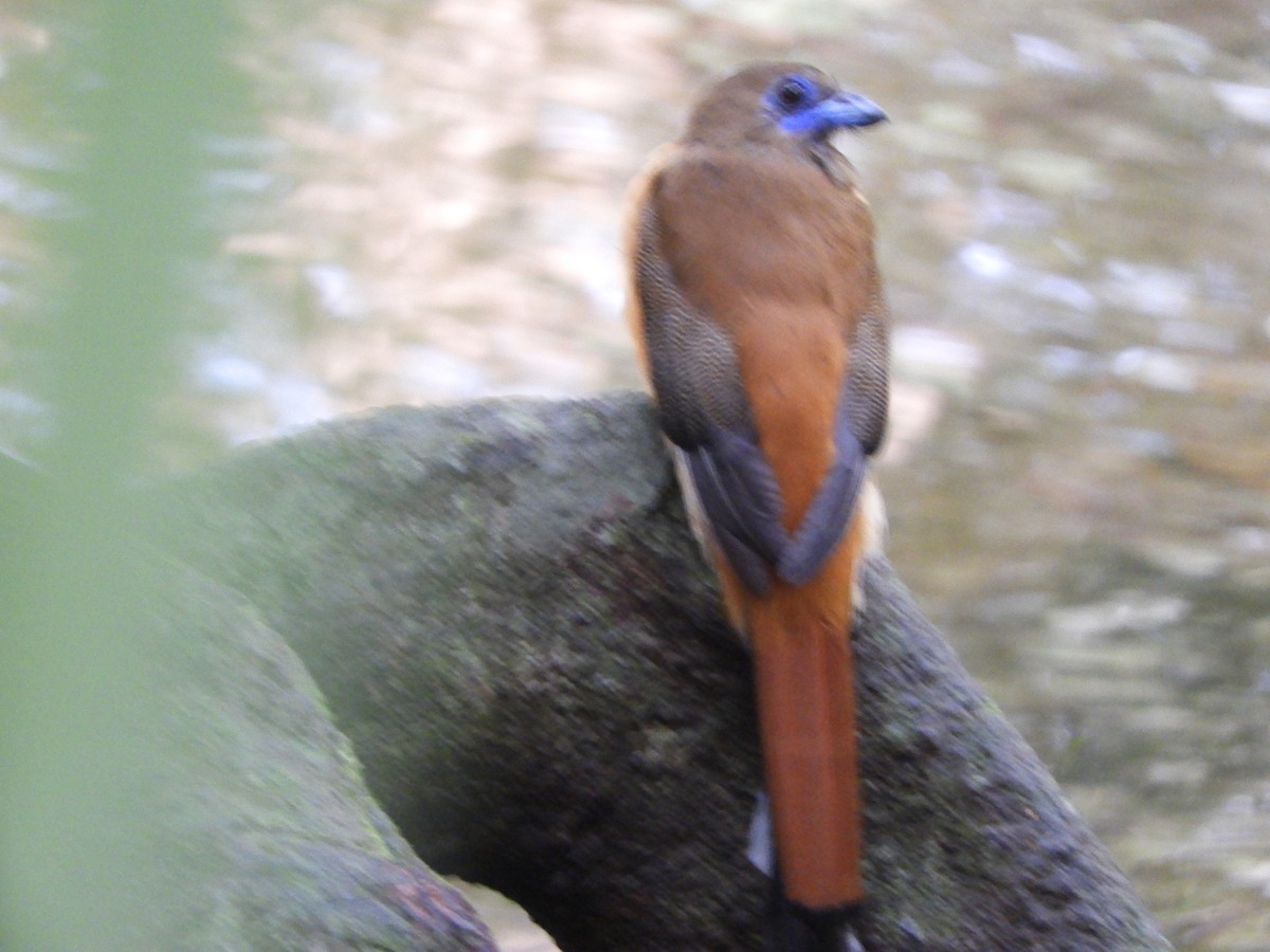 Malabar Trogon - ML645944952