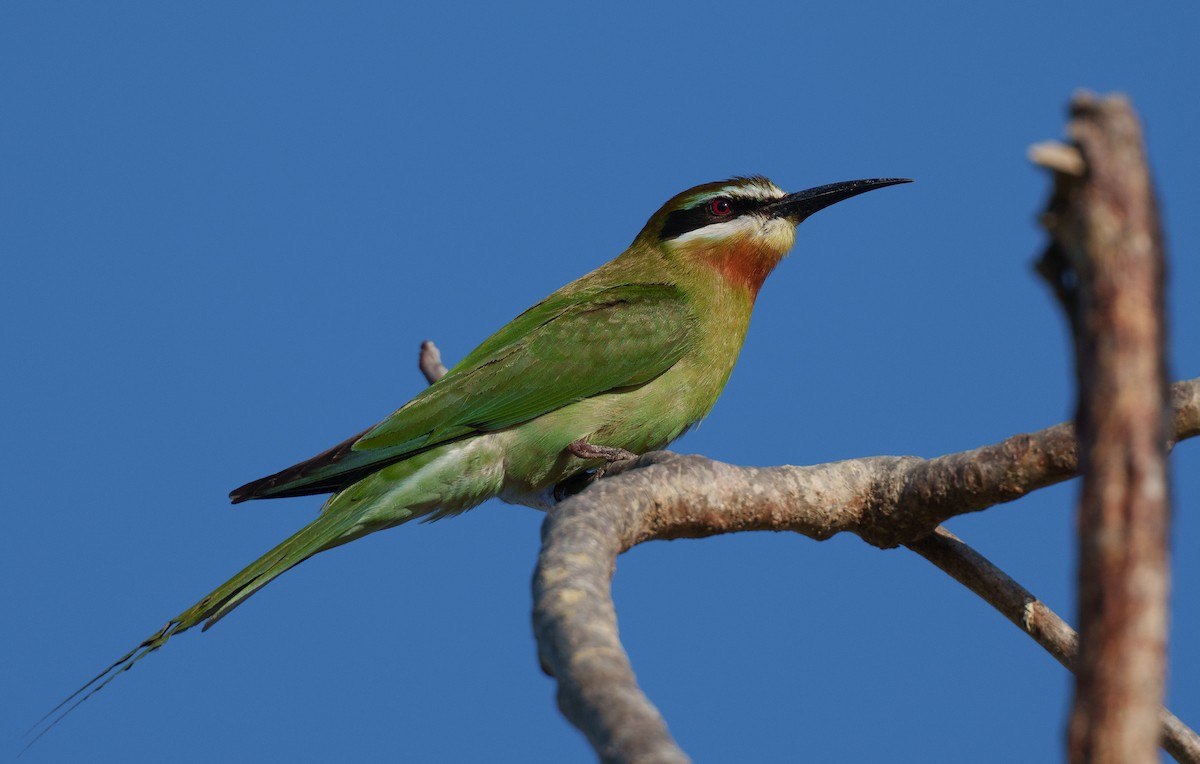 Olive Bee-eater - ML645944965