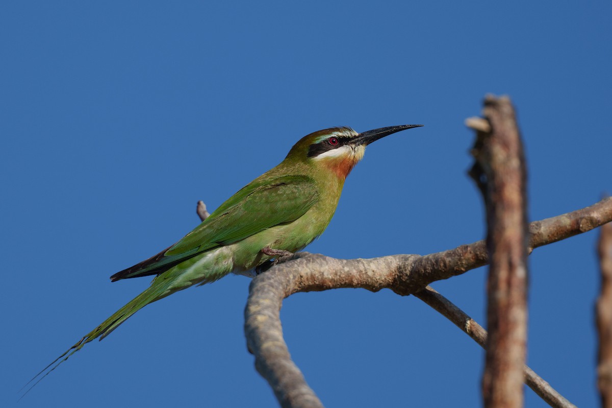 Olive Bee-eater - ML645944966